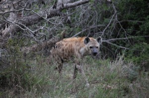 Hyène au détou d'un chemin